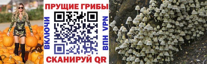 Псилоцибиновые грибы Psilocybine cubensis  Тихвин 